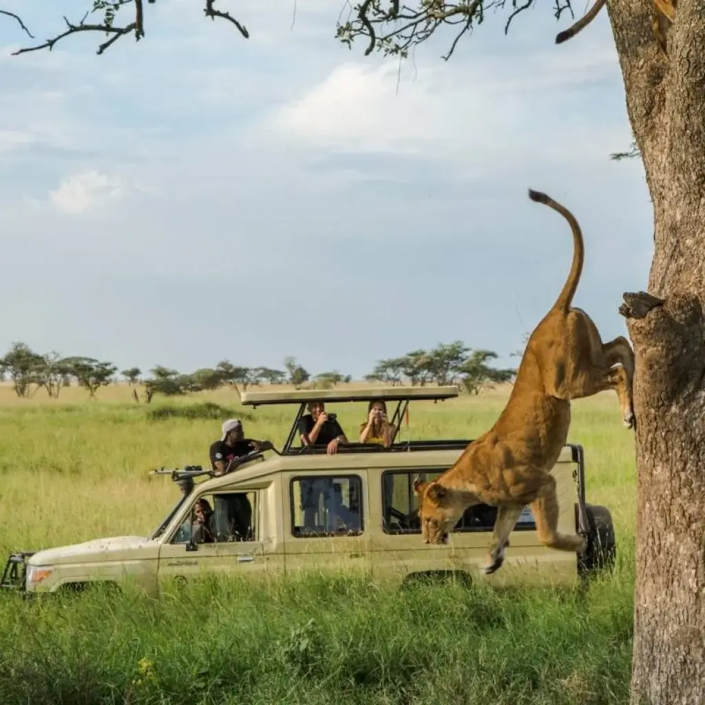 Explore 11 Days Best of Kenya & Tanzania Private Tented Camping Safari for 11 days with Gracepatt Ecotours Kenya and discover unforgettable experiences - Photo 2