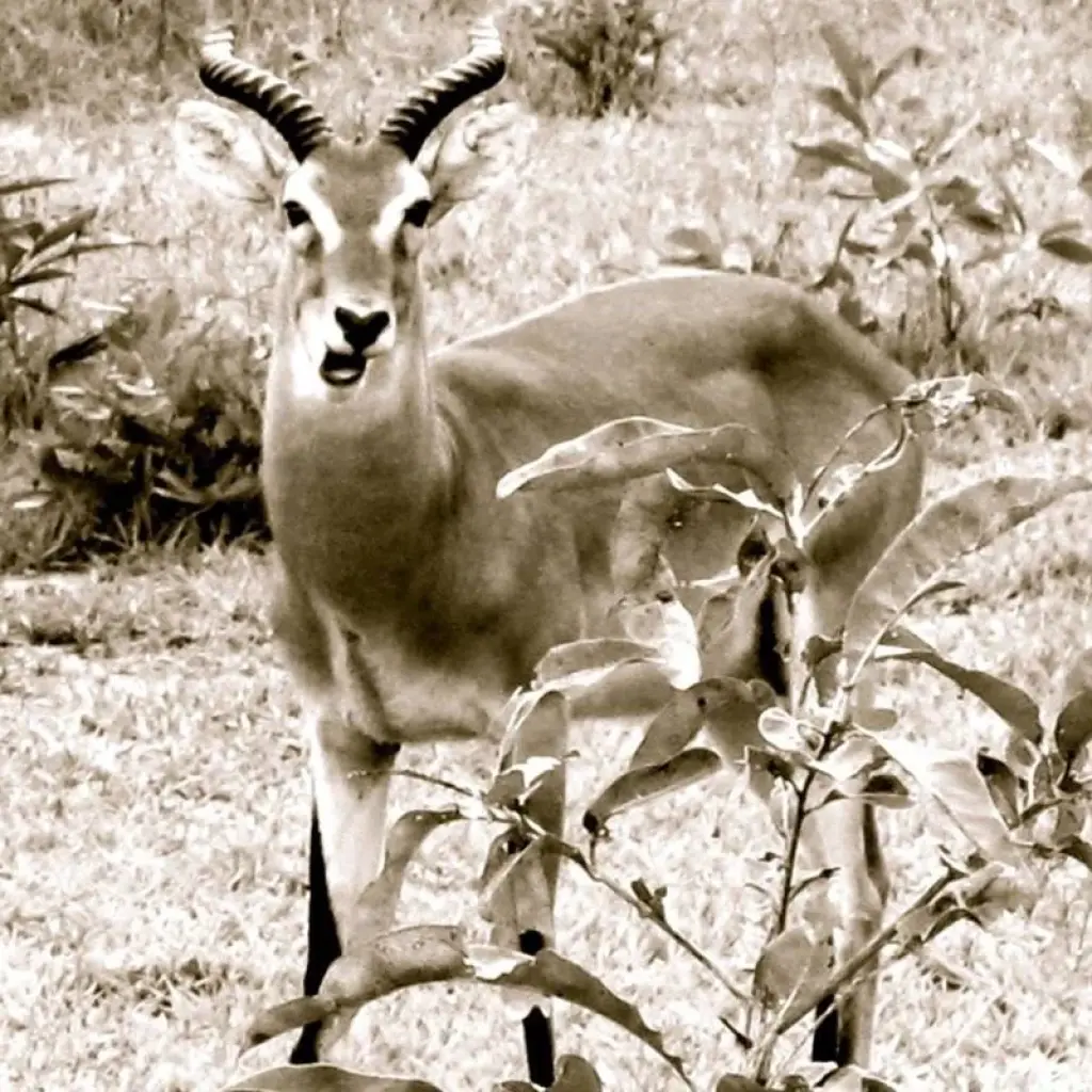 Explore 3 Day Guided Tour to Mole National Park Ghana Africa for 3 days with Grassroot Tours Ghana and discover unforgettable experiences - Photo 2