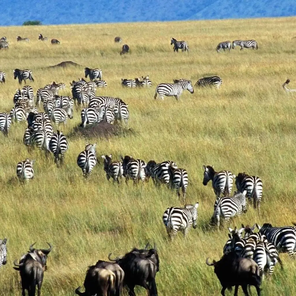 Explore 7-Day Best of Tanzania -The Famous Serengeti National Park for 7 days with Gracepatt Ecotours Kenya and discover unforgettable experiences - Photo 2