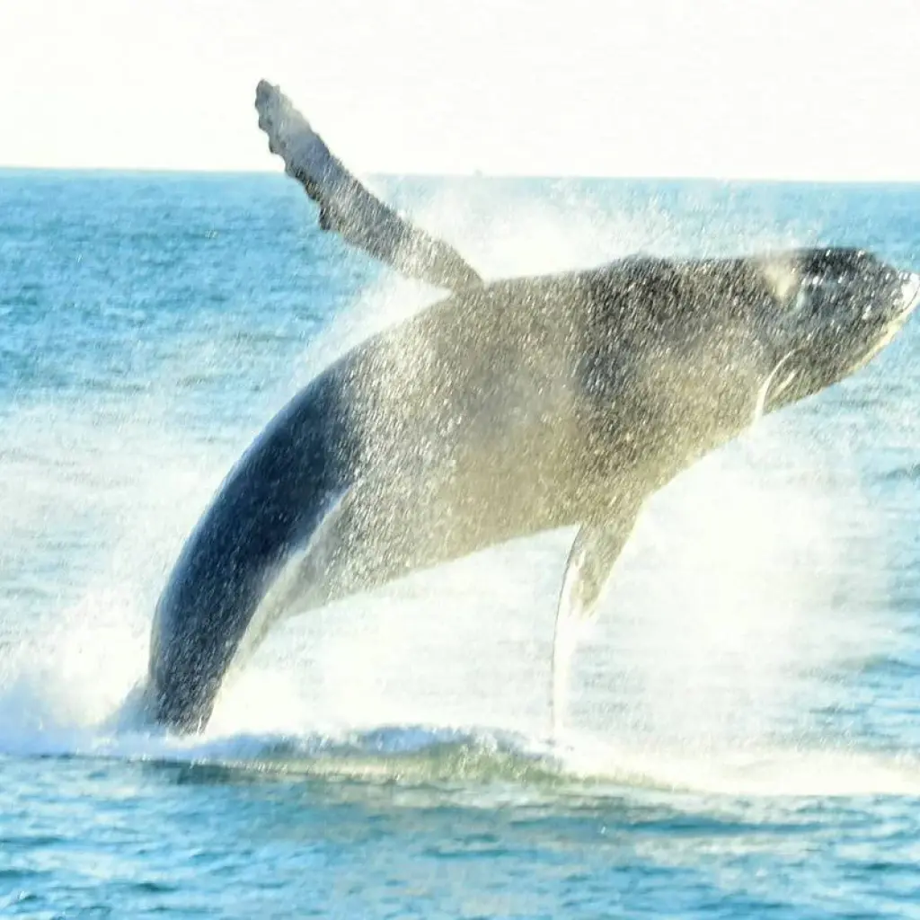 Explore Hidden Gems of Costa Rica for 15 days with Green World Adventures and discover unforgettable experiences - Photo 2