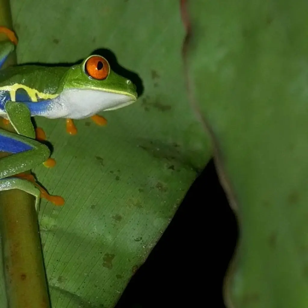 Explore Costa Rica Wildlife Exploration for 14 days with Green World Adventures and discover unforgettable experiences - Photo 2