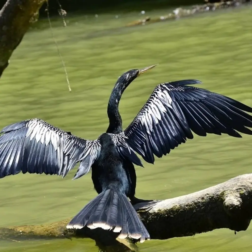 Explore Tortuguero: A natural paradise in Costa Rica for 3 days with Green World Adventures and discover unforgettable experiences - Photo 2