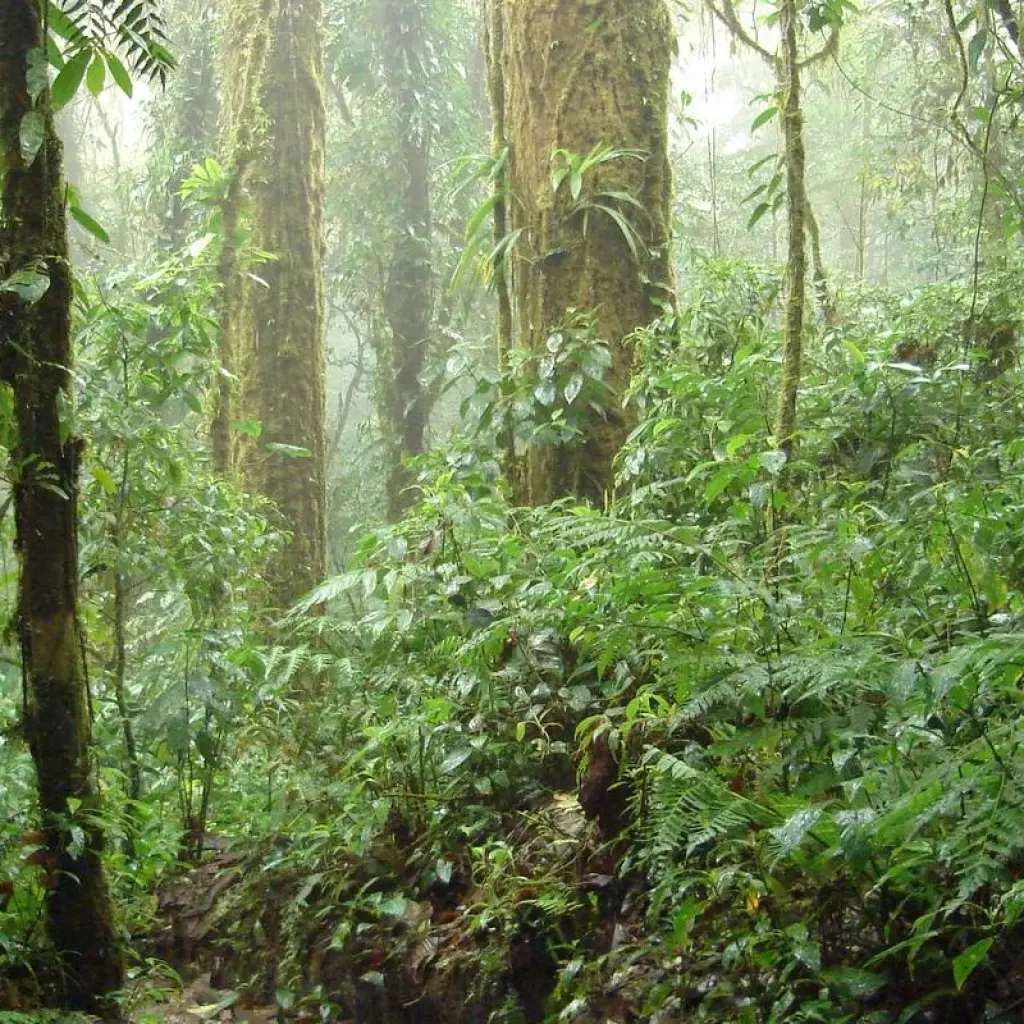 Explore Arenal Volcano & Monteverde Cloud Forest Costa Rica, the perfect combination for 5 days with Green World Adventures and discover unforgettable experiences - Photo 2