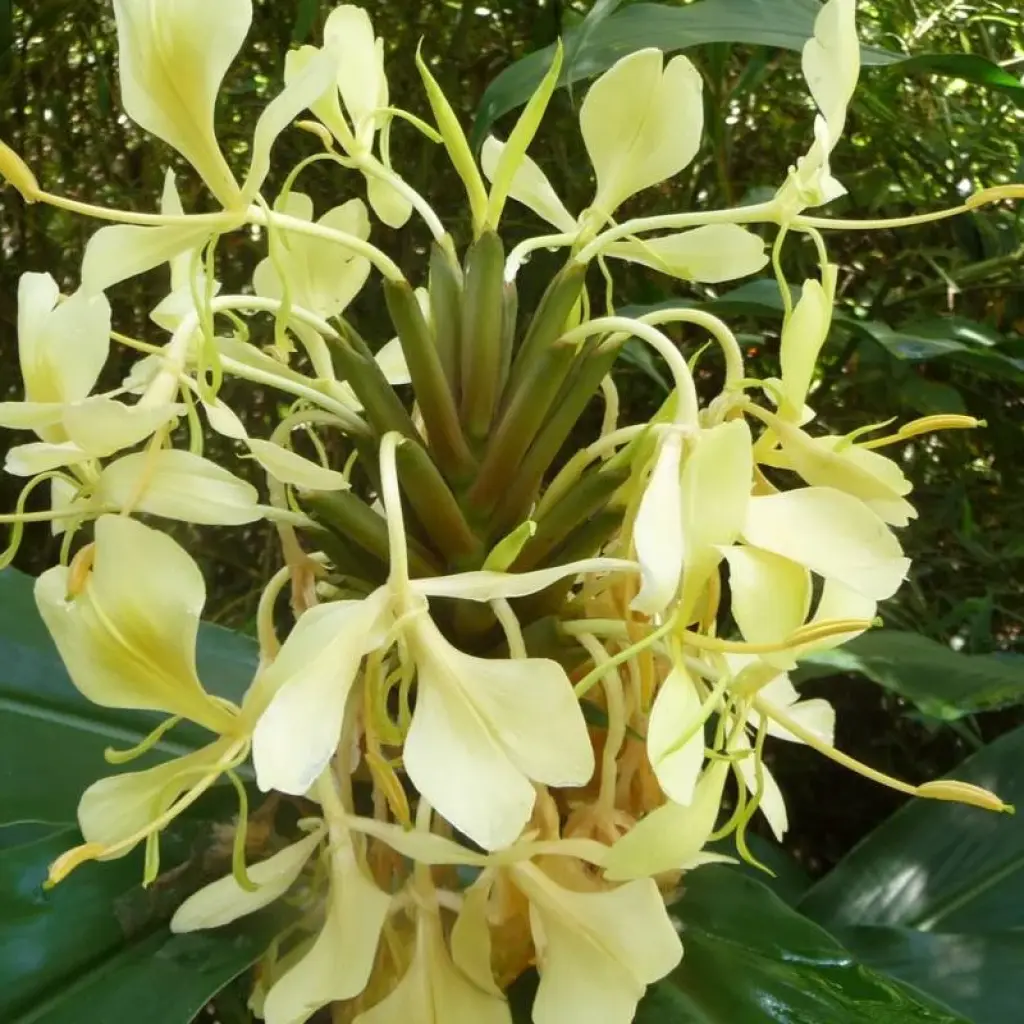 Explore The Eastern Madagascar wonder for 9 days with Green Island Discovery and discover unforgettable experiences - Photo 2