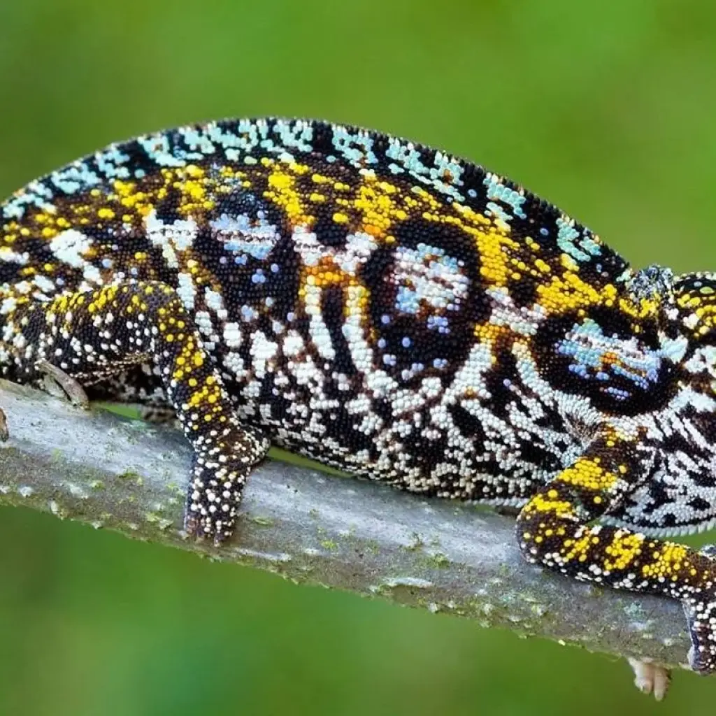 Explore Madagascar Wildlife Safari Tour (Available all year) for 14 days with HT Agency Tours and discover unforgettable experiences - Photo 2