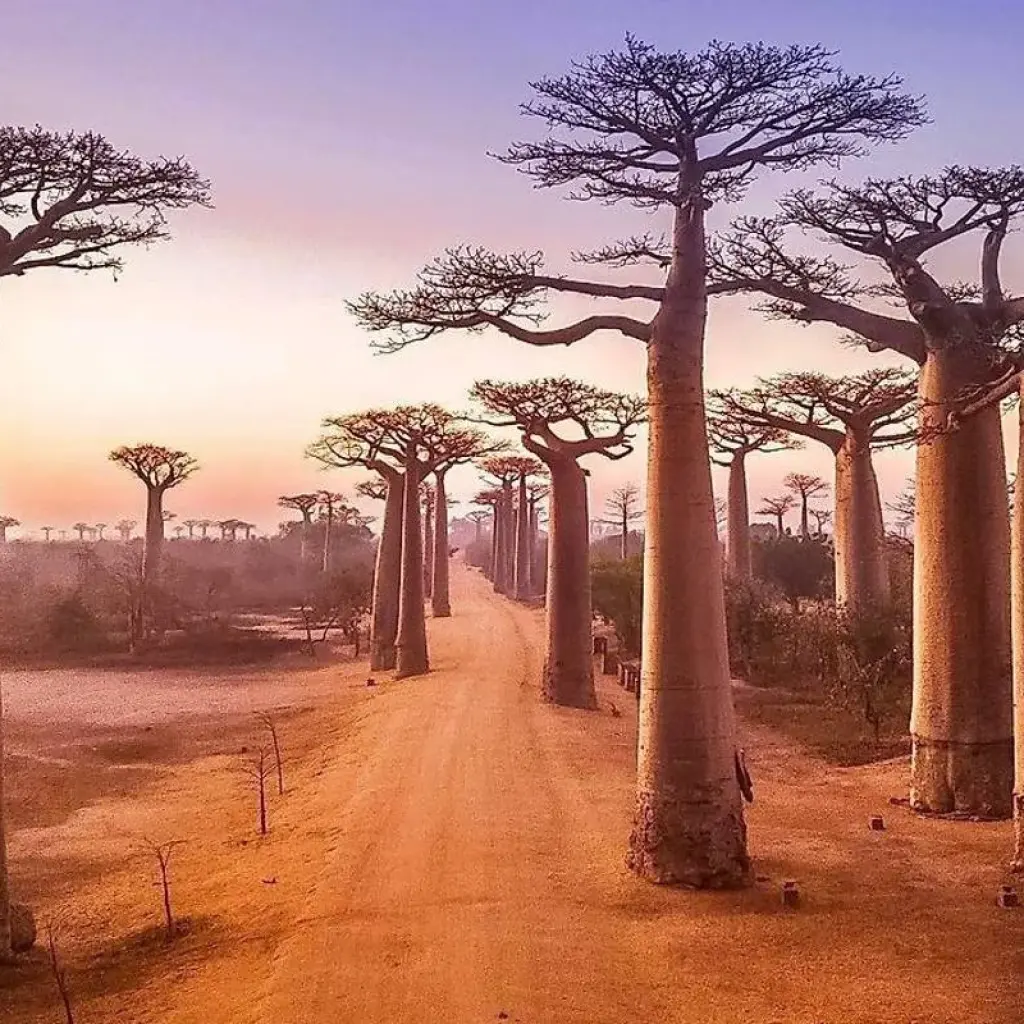 Explore Madagascar Lemurs & Baobabs (Available all year) for 8 days with HT Agency Tours and discover unforgettable experiences - Photo 2