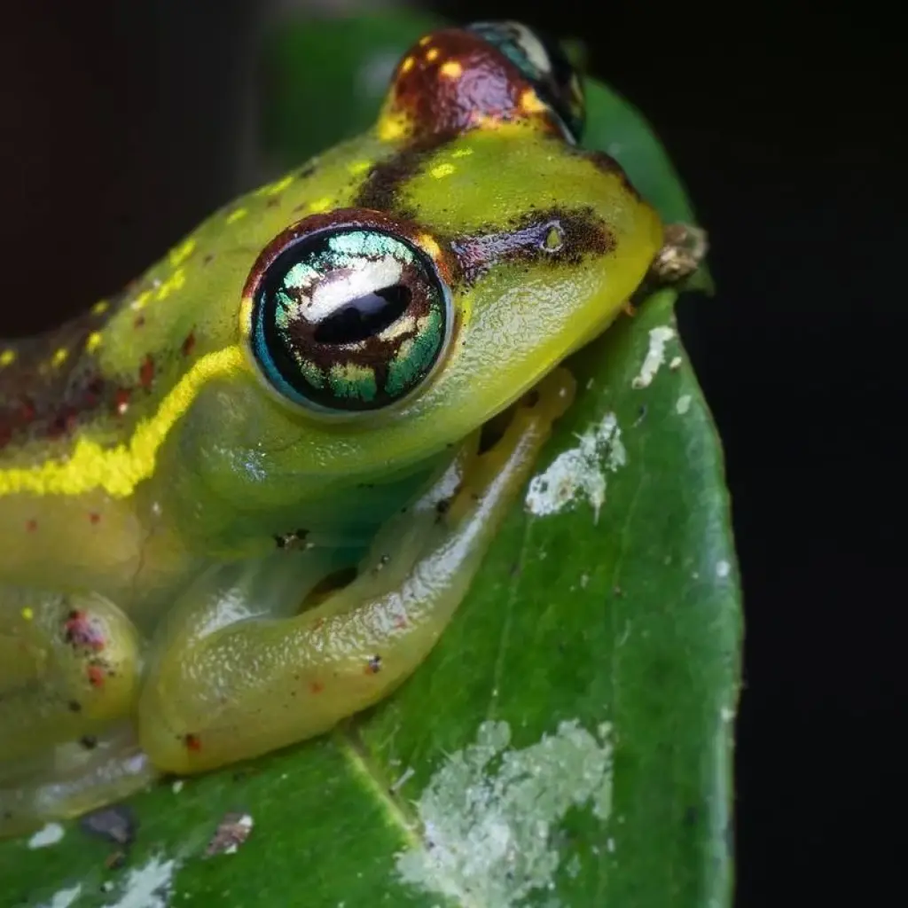 Explore Perinet - Pangalane for 5 days with HT Agency Tours and discover unforgettable experiences - Photo 2