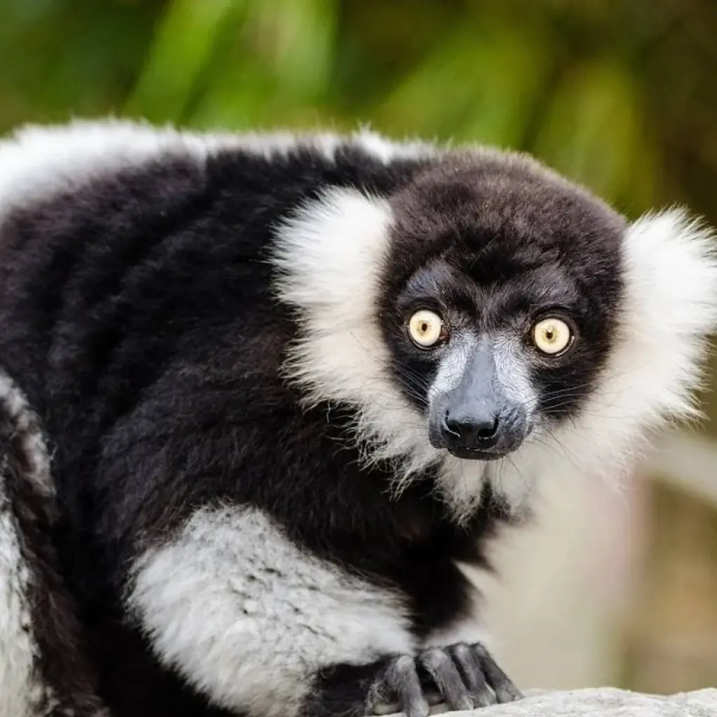 Explore 18 days Madagascar Expedition group tour departure 2025 (especially for senior traveler) for 18 days with HT Agency Tours and discover unforgettable experiences - Photo 2