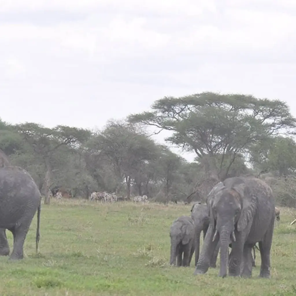 Explore Tanzania Experience Camping Safari for 7 days with Hazzes Adventure and discover unforgettable experiences - Photo 2