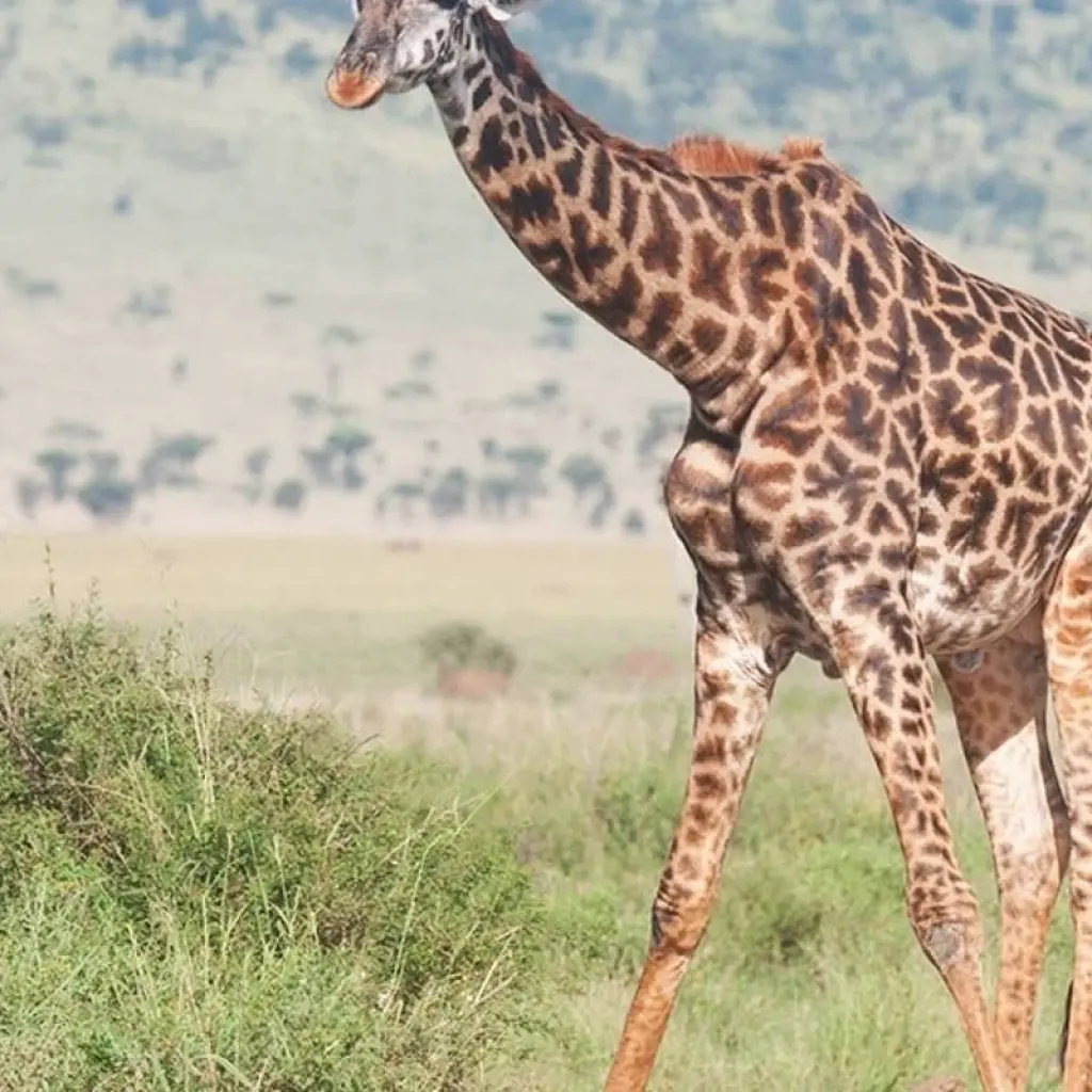 Explore 5 Days Kenya Wildlife Safari for 5 days with Hazzes Adventure and discover unforgettable experiences - Photo 2