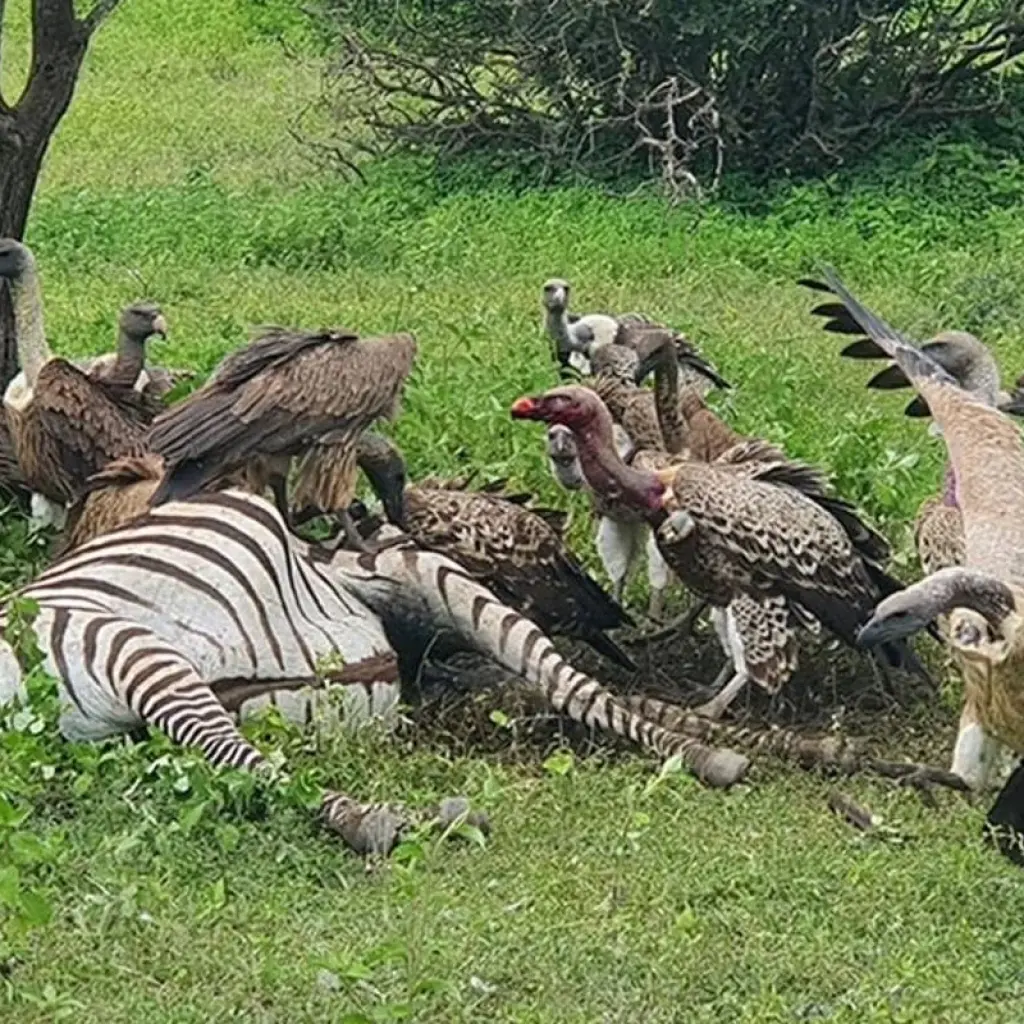 Explore 12-Days Tanzania Wildlife Safari for 12 days with Hazzes Adventure and discover unforgettable experiences - Photo 2