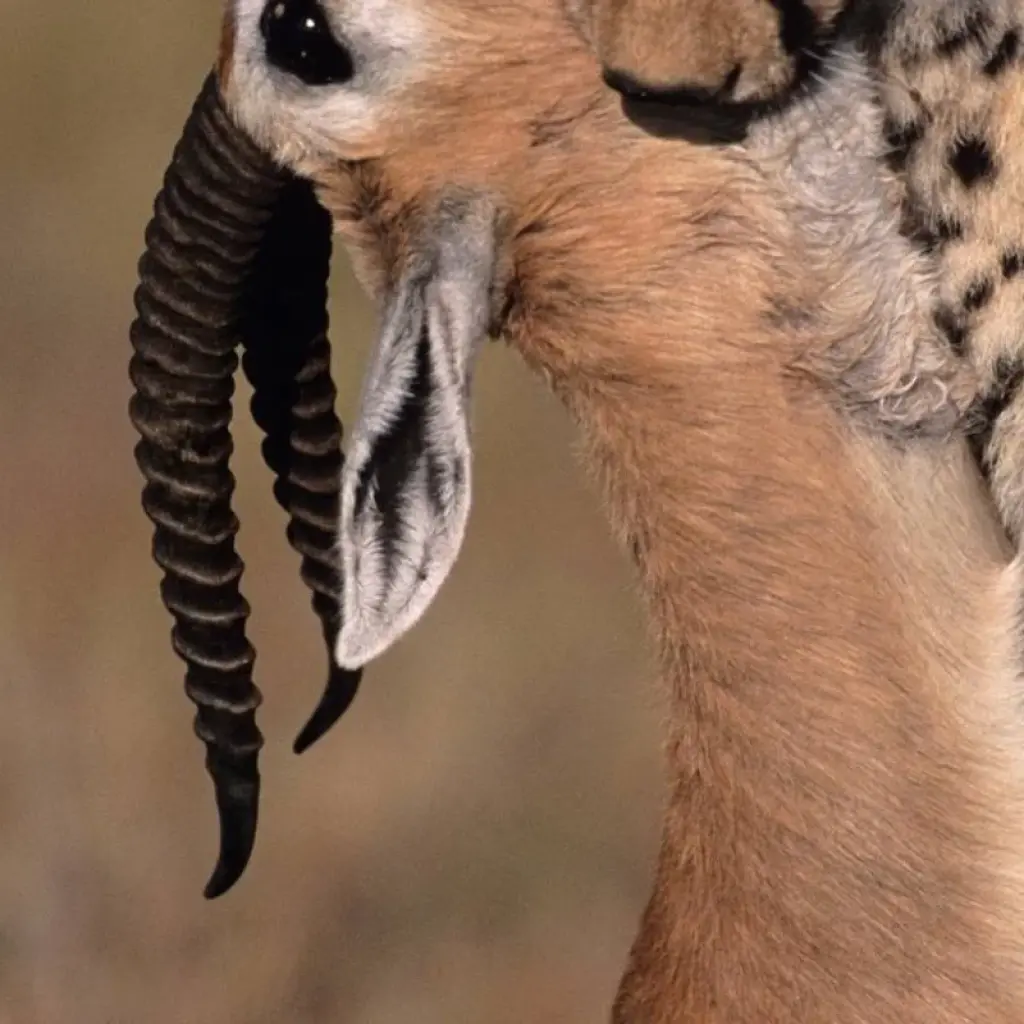 Explore 10 Days Tanzania Wildebeest Migration Safari for 10 days with Hazzes Adventure and discover unforgettable experiences - Photo 2