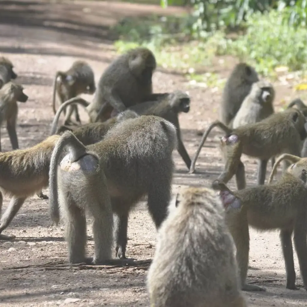 Explore 2 Days Tanzania Camping Safari for 2 days with Hazzes Adventure and discover unforgettable experiences - Photo 2