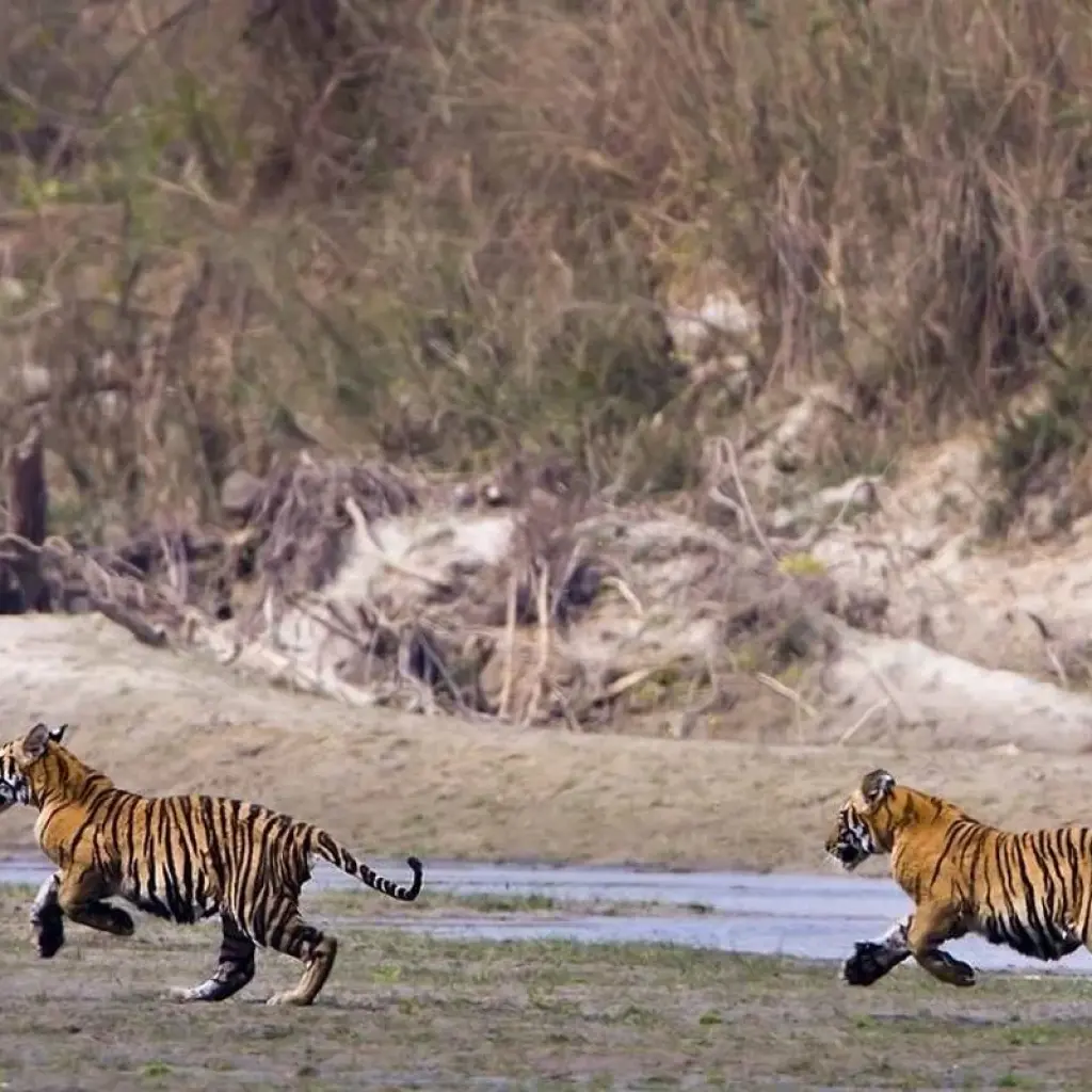 Explore Bardia Jungle Safari Package Tour – 3 Nights 4 Days for 4 days with Himalayan Adventure Treks & Tours and discover unforgettable experiences - Photo 2