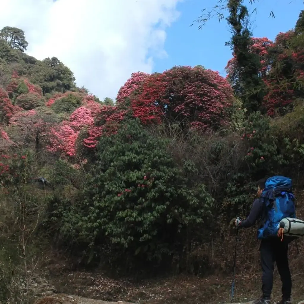 Explore Annapurna Base Camp Trek for 16 days with Himalayan Planet Adventures and discover unforgettable experiences - Photo 2
