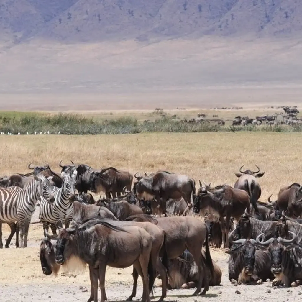 Explore Exploration Safari of Kenya & Tanzania for 8 days with Holiday Destination Safaris and discover unforgettable experiences - Photo 2