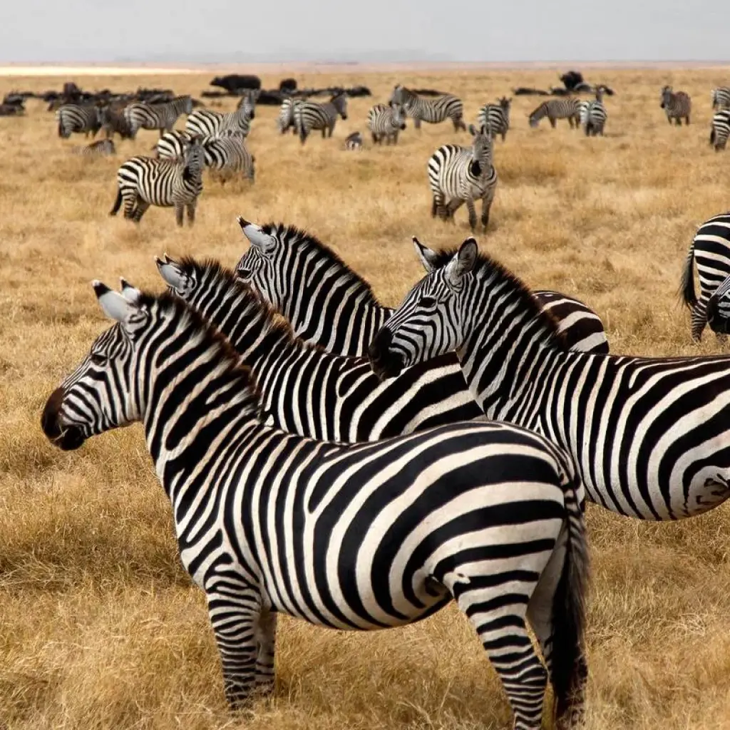 Explore Take Me Around East Africa for 14 days with Holiday Destination Safaris and discover unforgettable experiences - Photo 2