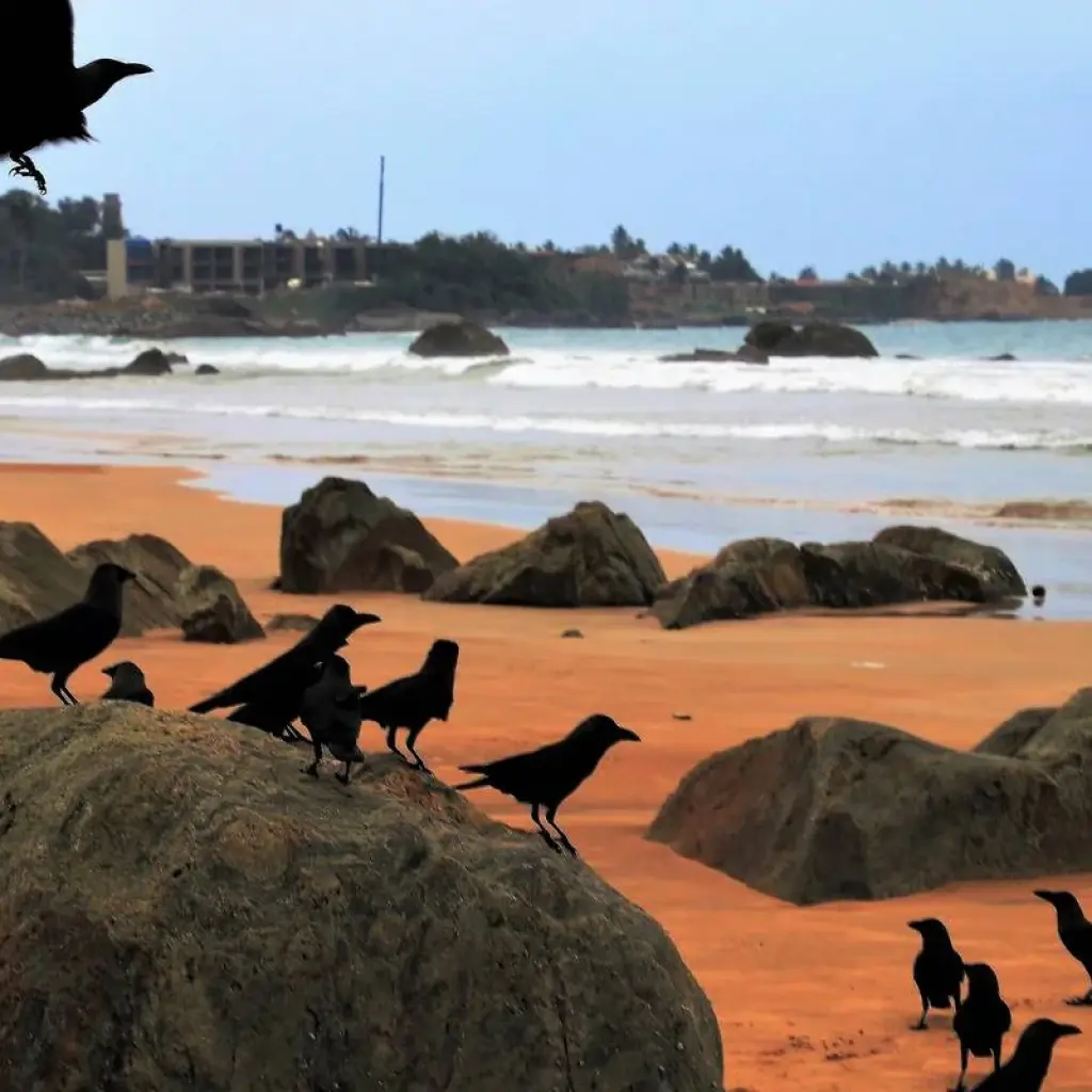 Explore Sri Lanka Itinerary 9 Days for 9 days with Holiday Lanka Tours and discover unforgettable experiences - Photo 2