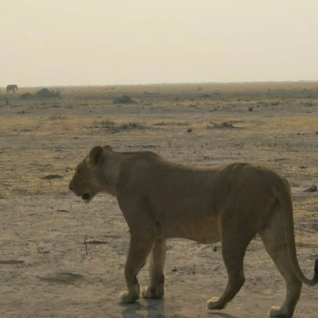 Explore Cape Namibia Route for 12 days with HoneyBadger Travel & Tours and discover unforgettable experiences - Photo 2
