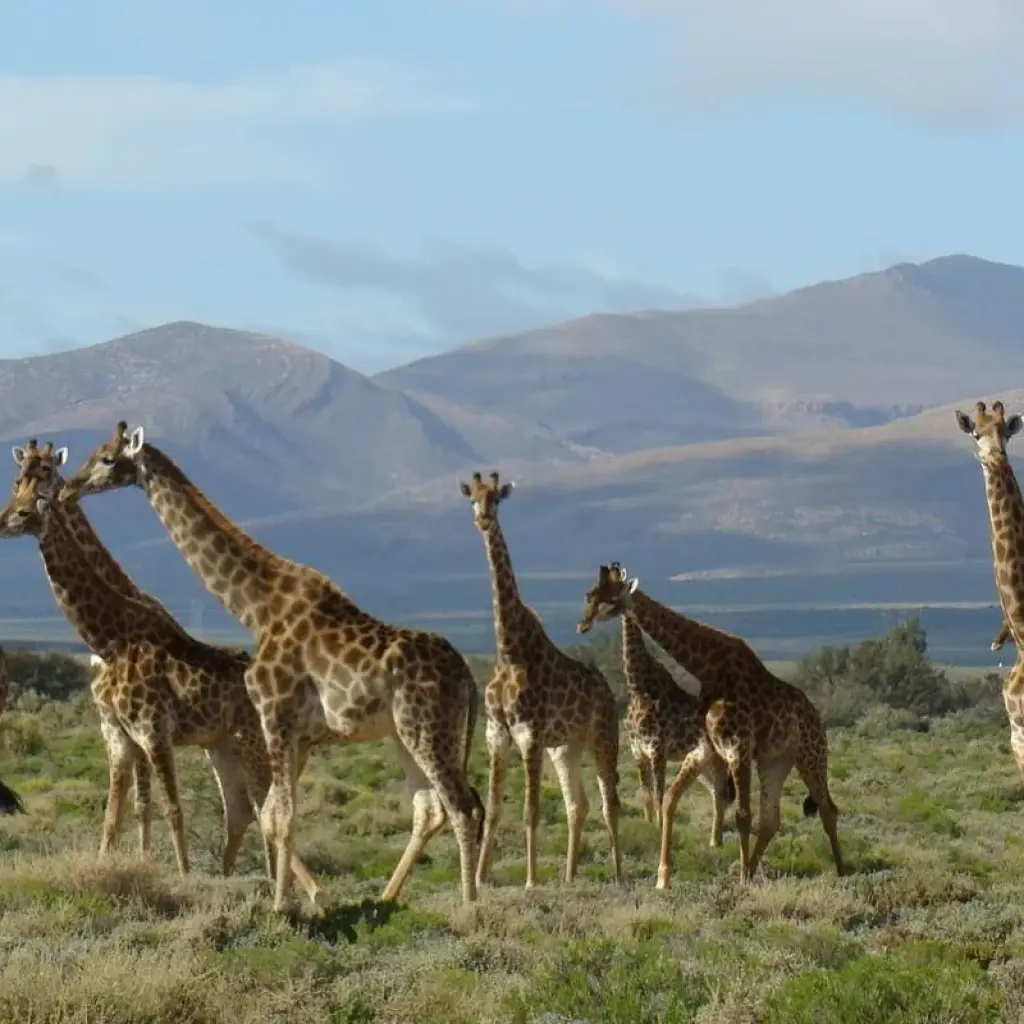 Explore 2 day South African Wildlife Safari Highlights Tour from Cape Town for 2 days with Hotspots2c and discover unforgettable experiences - Photo 2