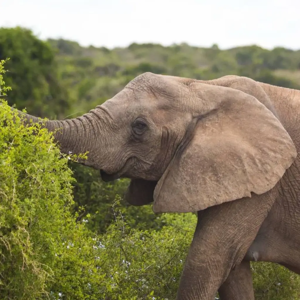 Explore 5 day Best of South Africa Highlights: Garden Route with Addo National Park for 5 days with Hotspots2c and discover unforgettable experiences - Photo 2