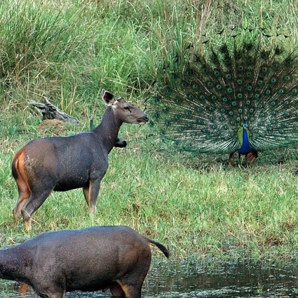 Explore India Tiger Photography Tour for 12 days with Holidays At and discover unforgettable experiences - Photo 2