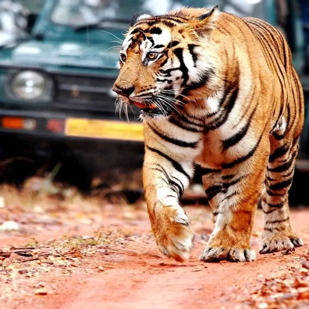 Explore Luxury Golden Triangle Tour with Ranthambore for 9 days with Holidays At and discover unforgettable experiences - Photo 2