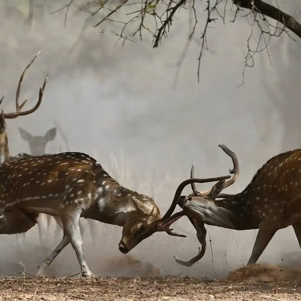 Explore Rajasthan Tour from New Delhi for 17 days with Holidays At and discover unforgettable experiences - Photo 2