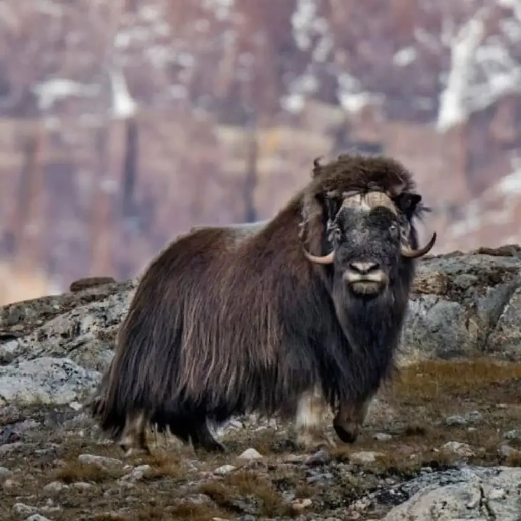 Explore Serene Greenland - To the World's Largest National Park for 15 days with Hurtigruten and discover unforgettable experiences - Photo 2