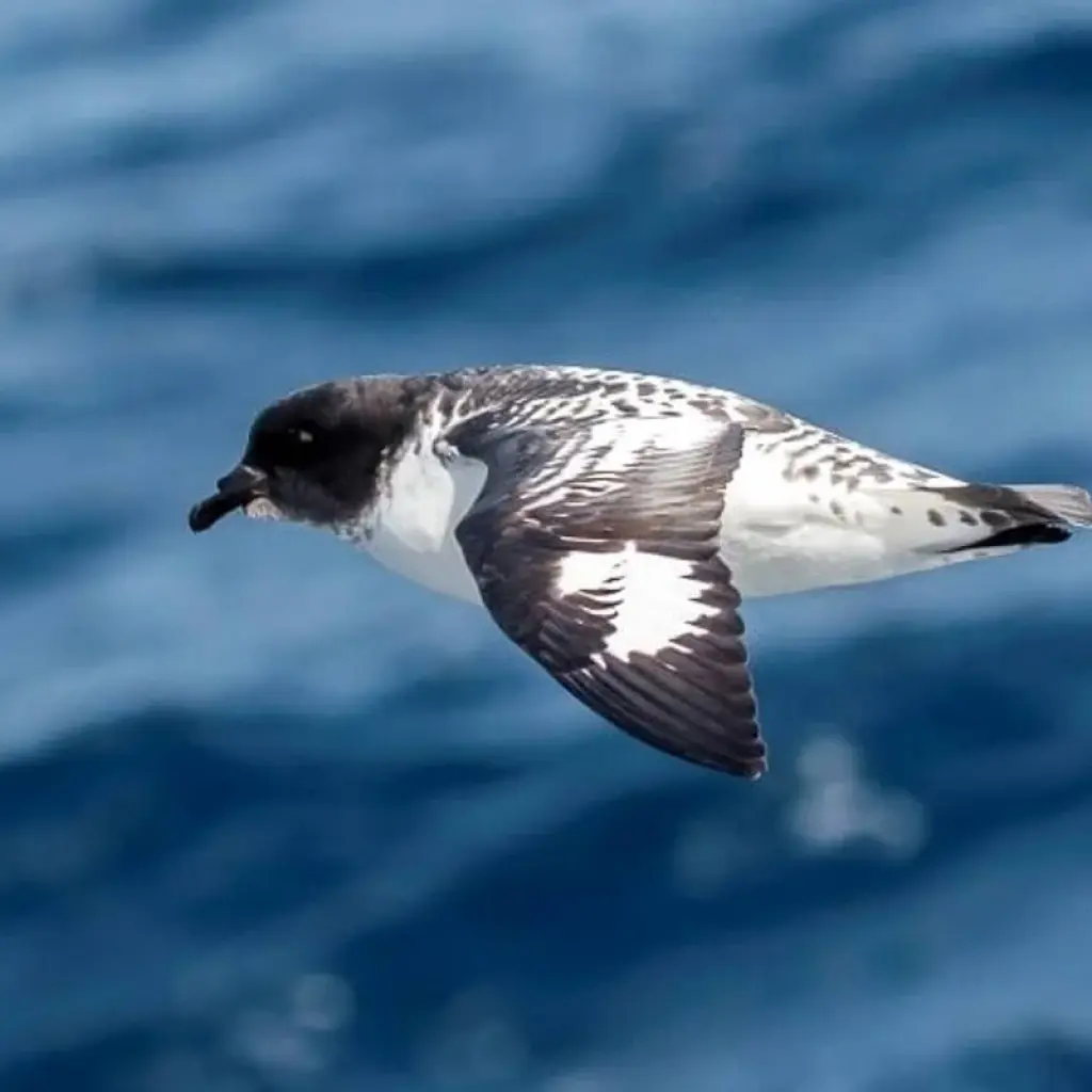Explore Life Returns - Springtime Expedition to Antarctica for 23 days with Hurtigruten and discover unforgettable experiences - Photo 2