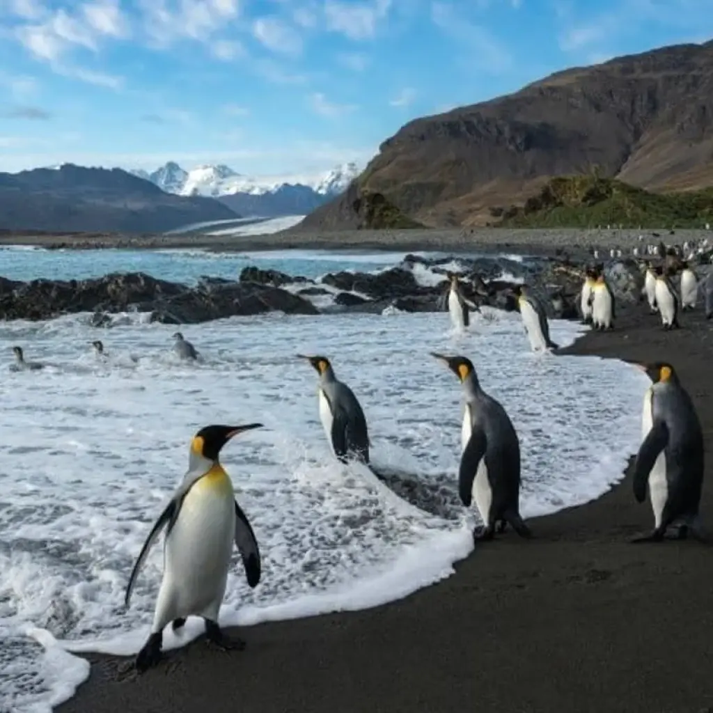 Explore Antarctica and Falklands Expedition | Southbound for 18 days with Hurtigruten and discover unforgettable experiences - Photo 2