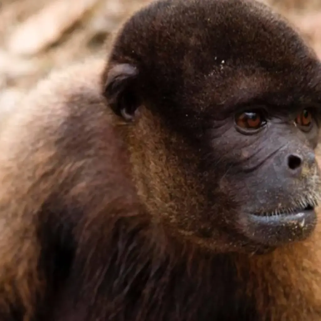 Explore 10/09 Lima, Cusco, Sacred Valley, Machu Picchu & Tambopata National Reserve Jungle (Small Group) for 10 days with ILE Tours and discover unforgettable experiences - Photo 2