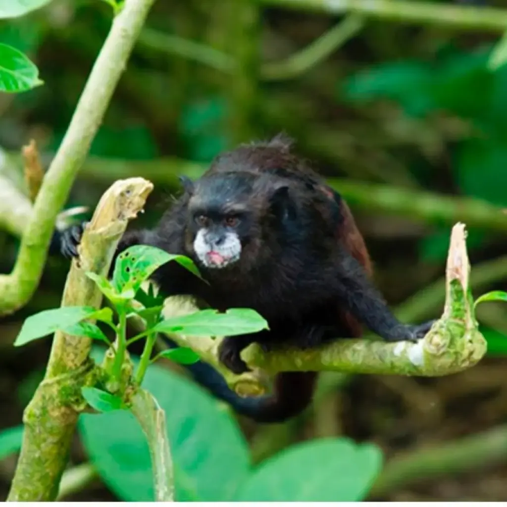 Explore 3/2 Iquitos Jungle Rainforest (Small Group) for 3 days with ILE Tours and discover unforgettable experiences - Photo 2