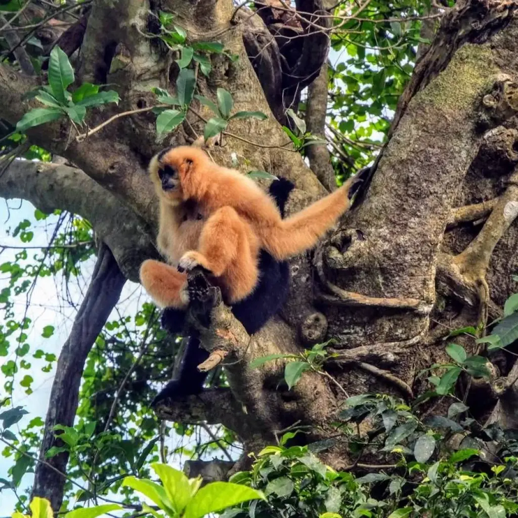 Explore Mild Adventure North Vietnam - Exploring Cuc Phuong National Park 10 Days/9 Nights for 10 days with Ideal Travel Asia and discover unforgettable experiences - Photo 2