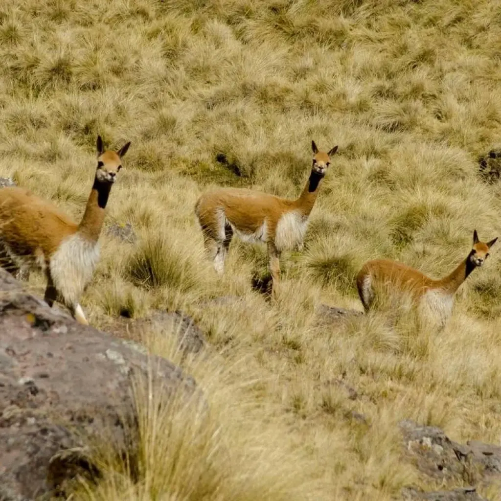 Explore 07 Day Sacred valley, short Inca trail & Rainbow Mountain for 7 days with Inkayni Peru Tours and discover unforgettable experiences - Photo 2