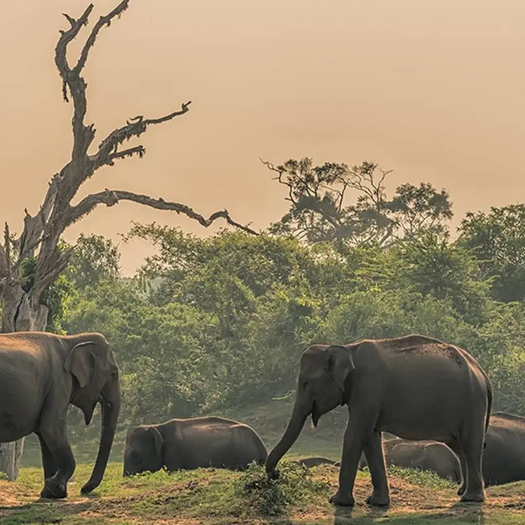 Explore Cycle Sri Lanka (14 destinations) for 14 days with Intrepid Travel and discover unforgettable experiences - Photo 2