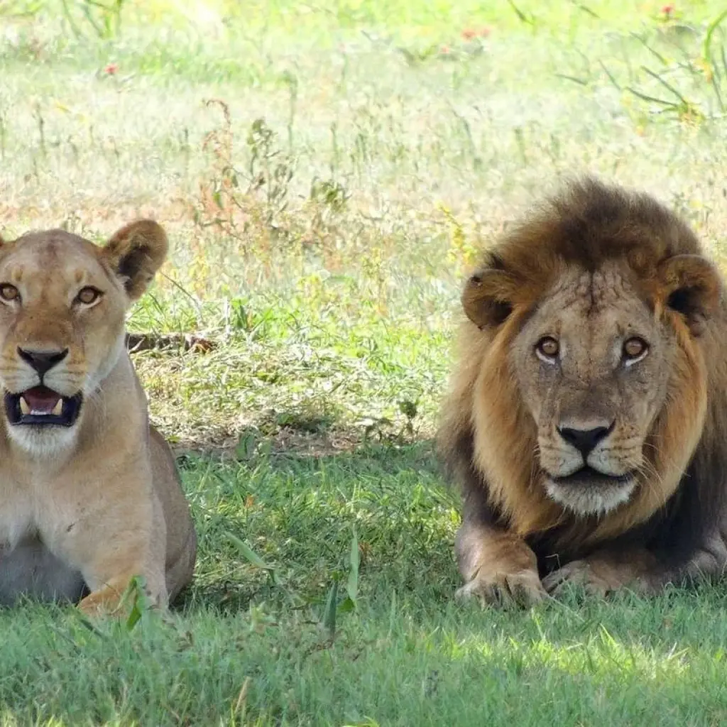 Explore Cape Town to Vic Falls for 22 days with Intrepid Travel and discover unforgettable experiences - Photo 2