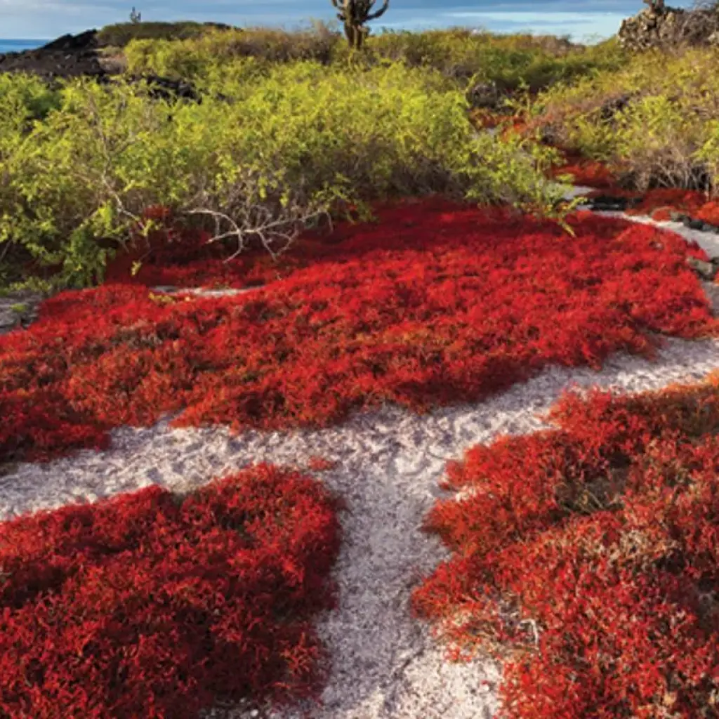 Explore Galapagos at a Glance: Southern Islands (Grand Daphne) for 6 days with Intrepid Travel and discover unforgettable experiences - Photo 2