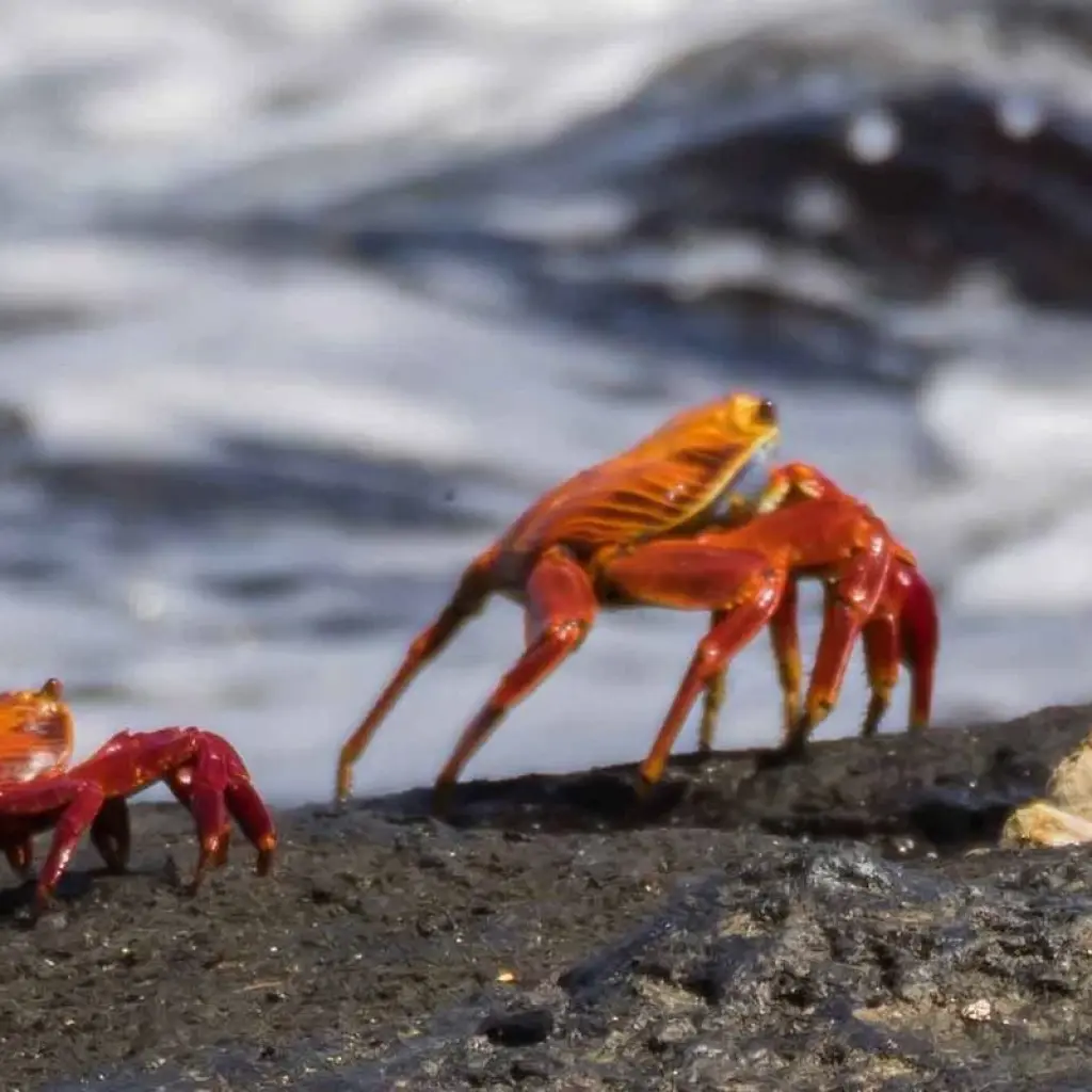 Explore Galapagos Discovery for 9 days with Intrepid Travel and discover unforgettable experiences - Photo 2