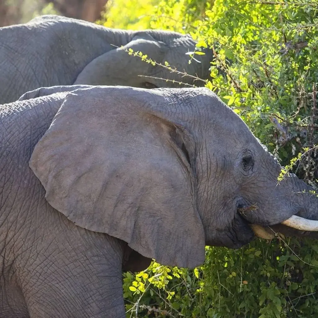Explore Southern Africa Adventure for 30 days with Intrepid Travel and discover unforgettable experiences - Photo 2