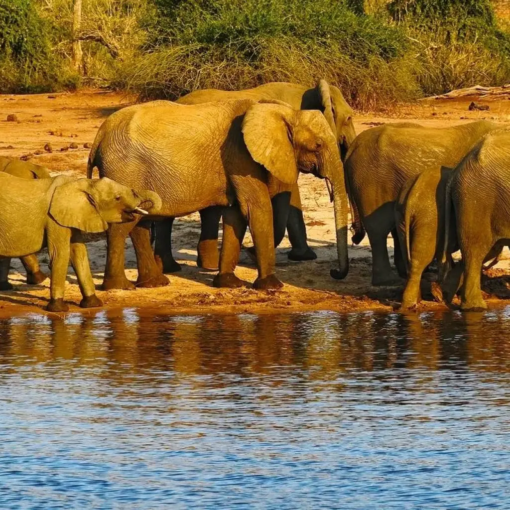 Explore Victoria Falls & Chobe - 4 days for 4 days with On The Go Tours and discover unforgettable experiences - Photo 2