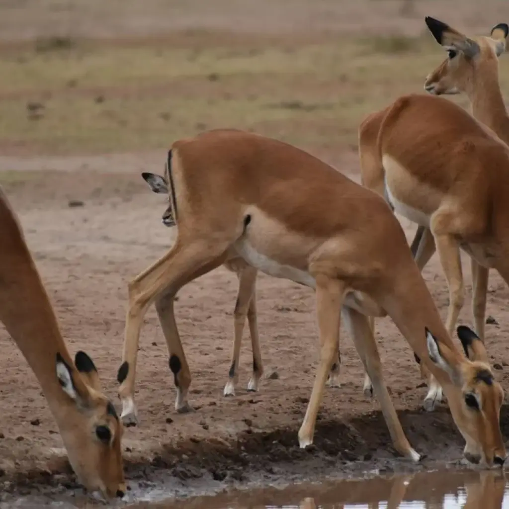 Explore 7 Days Kenya  Budget Camps  Safari for 7 days with Pam Tours and Travel  and discover unforgettable experiences - Photo 2