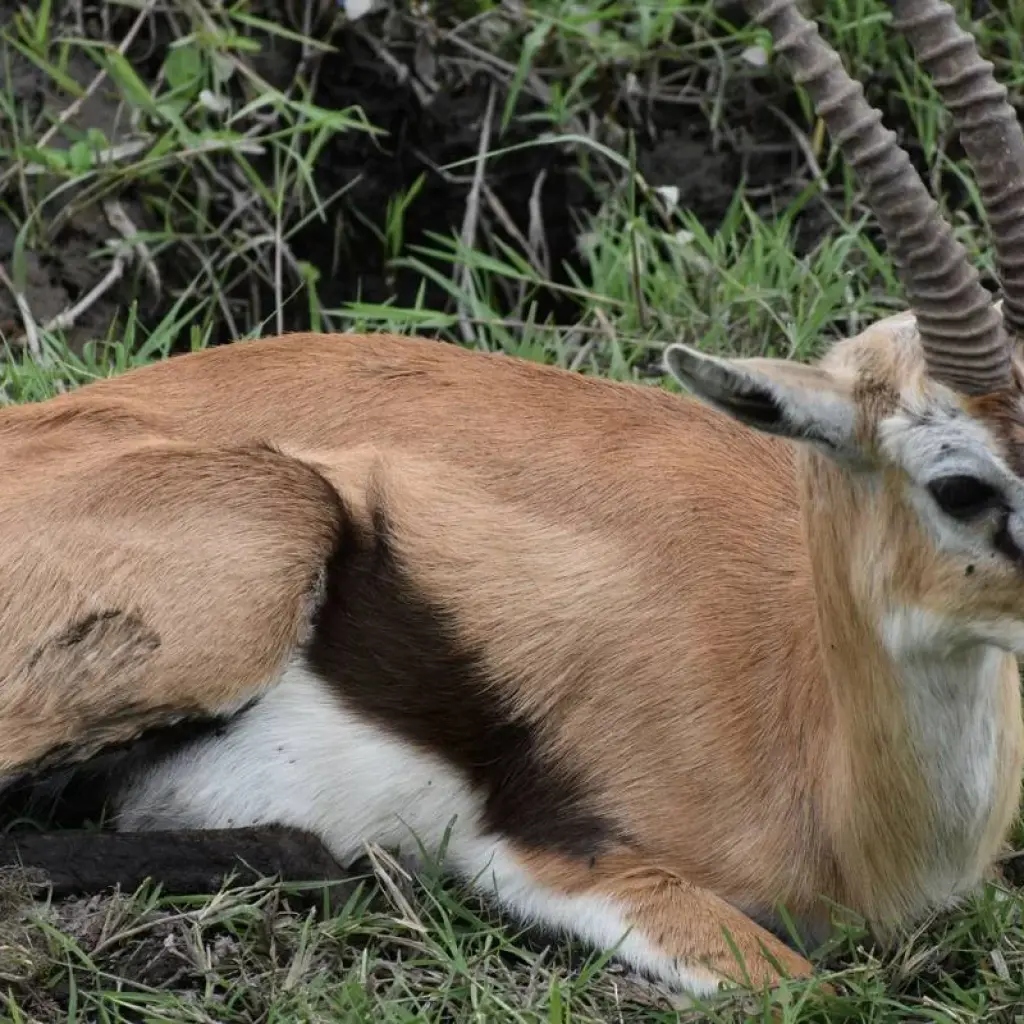 Explore 12 Days Kenya & Tanzania Budget Group Camping Jeep Safari for 12 days with Pam Tours and Travel  and discover unforgettable experiences - Photo 2