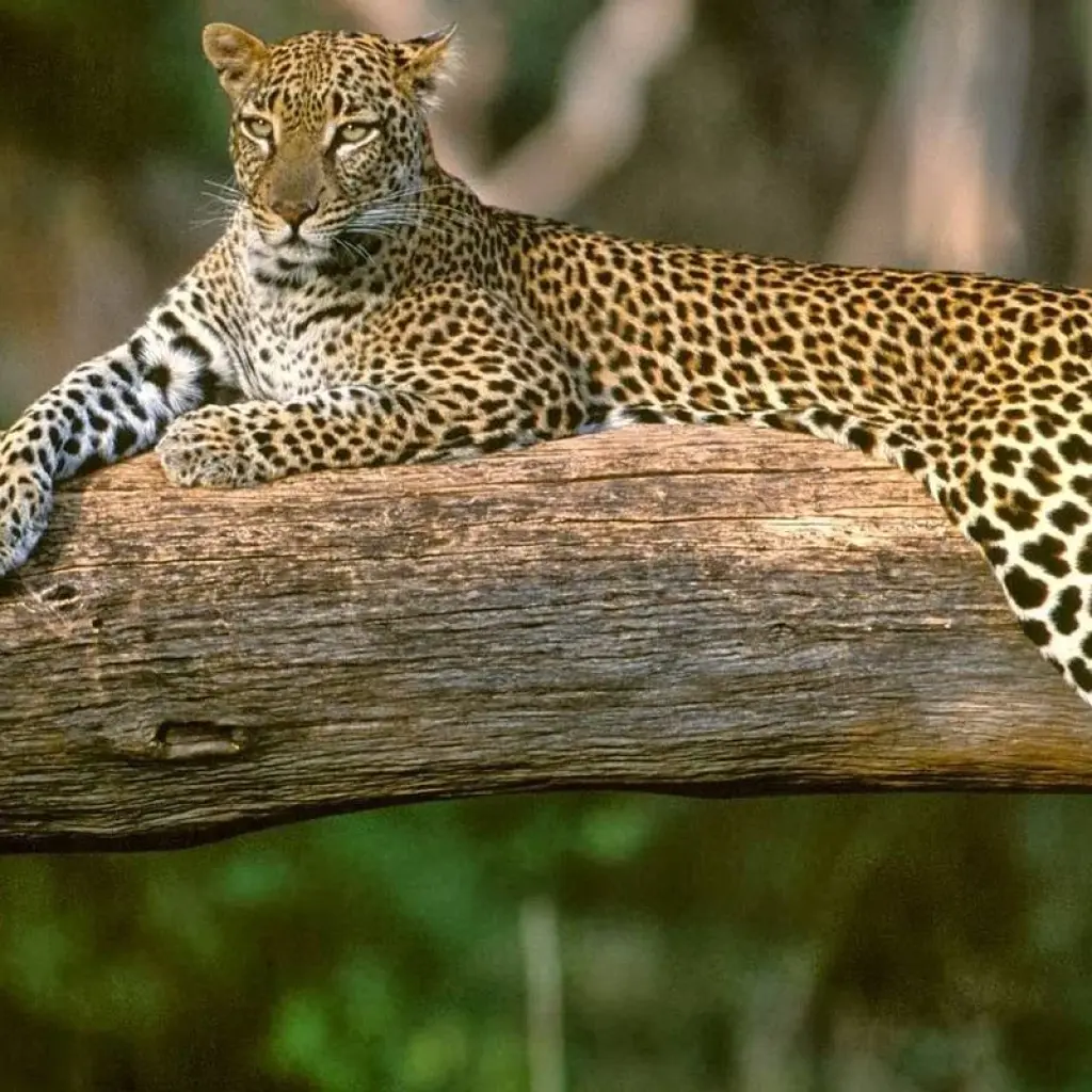 Explore Trip to Madhya Pradesh Wildlife Safari for 8 days with Panda Experiences and discover unforgettable experiences - Photo 2