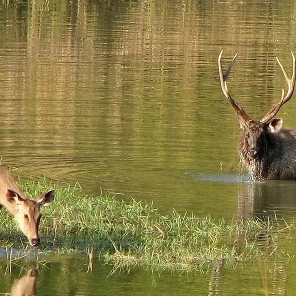 Explore India Tiger Photography Tour for 12 days with Panda Experiences and discover unforgettable experiences - Photo 2