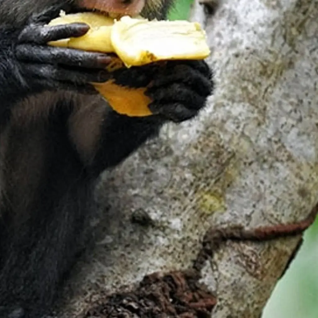 Explore Ghana, Togo, Benin - Voodoo and Tribal Festivals for 12 days with Penguin Travel and discover unforgettable experiences - Photo 2