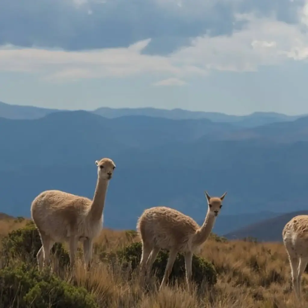Explore Wines and High Mountains: Salta & Mendoza for 7 days with People Travel and Experience and discover unforgettable experiences - Photo 2