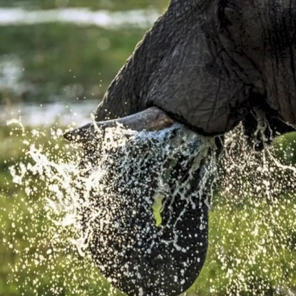 Explore 8 Days Kenya & Tanzania Group Camping Safari with Complimentary First Night Accommodation at After 40 Hotel and Free Airport Pick up. for 8 days with Perfect Wilderness Tours And Safaris and discover unforgettable experiences - Photo 2