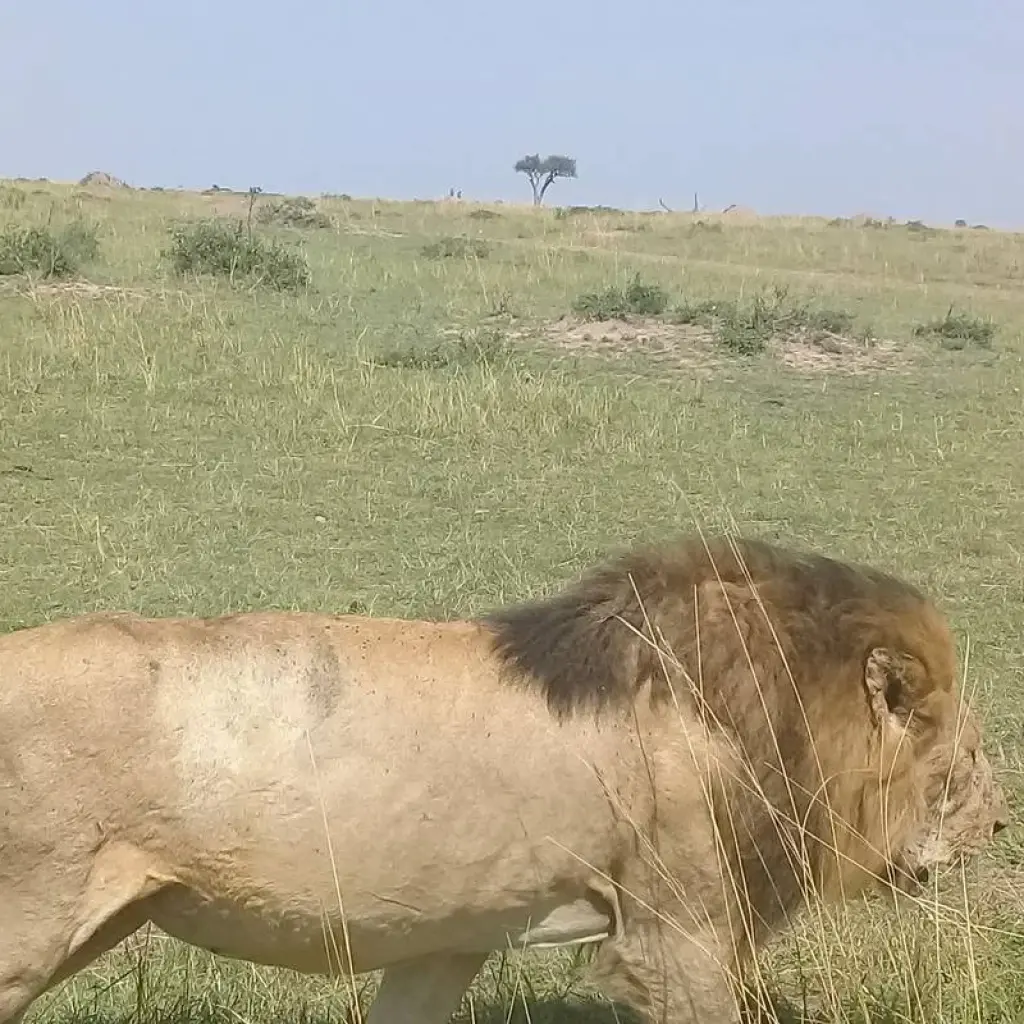 Explore 8 Days Kenya & Tanzania Safari (Private Lodging) with Complimentary First Night Accommodation at Raha Suites Hotel and free airport pickup. for 8 days with Perfect Wilderness Tours And Safaris and discover unforgettable experiences - Photo 2