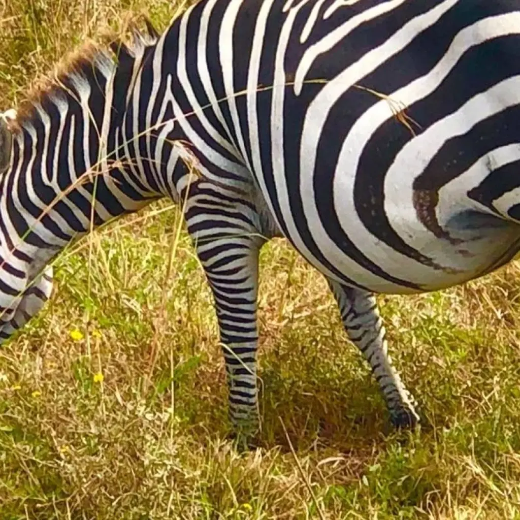 Explore Hot Air Balloon safari in Maasai Mara National Reserve with Bush Breakfast for 1 days with Perfect Wilderness Tours And Safaris and discover unforgettable experiences - Photo 2